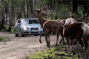 Компания Volvo озаботилась безопасностью диких животных