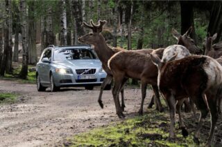 Система обнаружения животных на дороге от Volvo