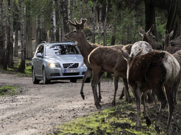 Компания Volvo готовит защиту от столкновений с животными