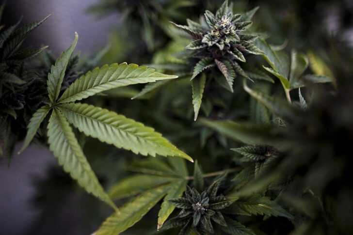 Американские ученые исследовали влияние легализации марихуаны на смертность при ДТП