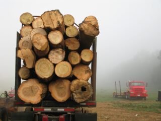 Перевозка леса