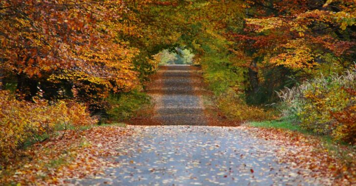 Прилипшие к дороге листья могут быть опасны для водителей осенью