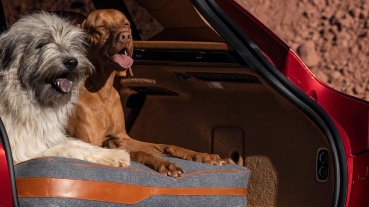 Собаки в багажнике Aston Martin